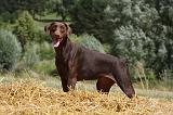 DOBERMANN 1177